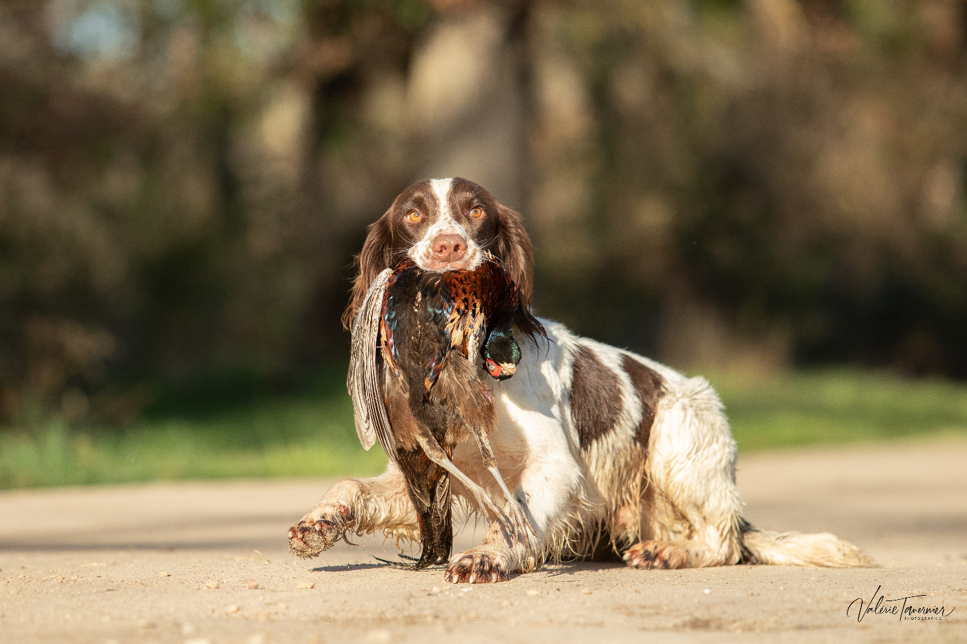 du plateau du coq noir - Saillie Springer