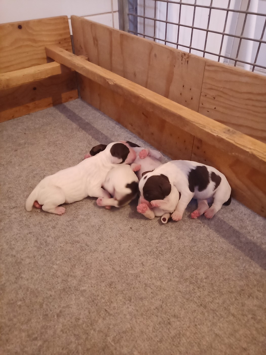Chiots Springer Spaniel