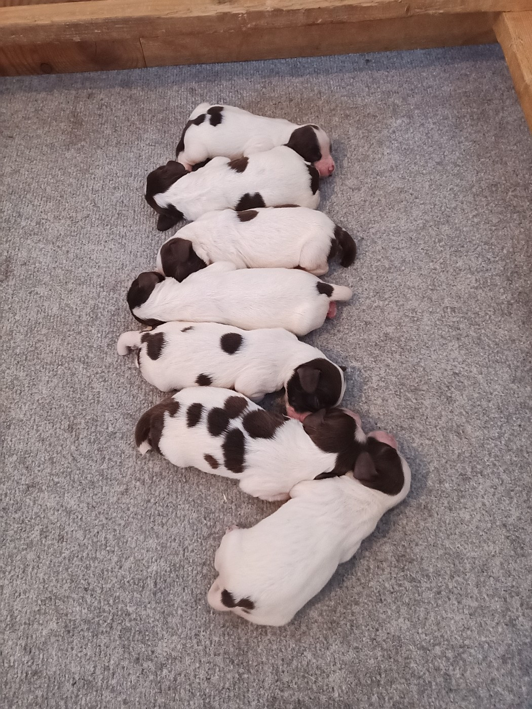 Chiots Springer spaniel