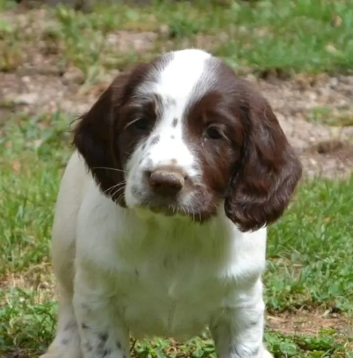 Disponible 2 femelles Springer spaniel