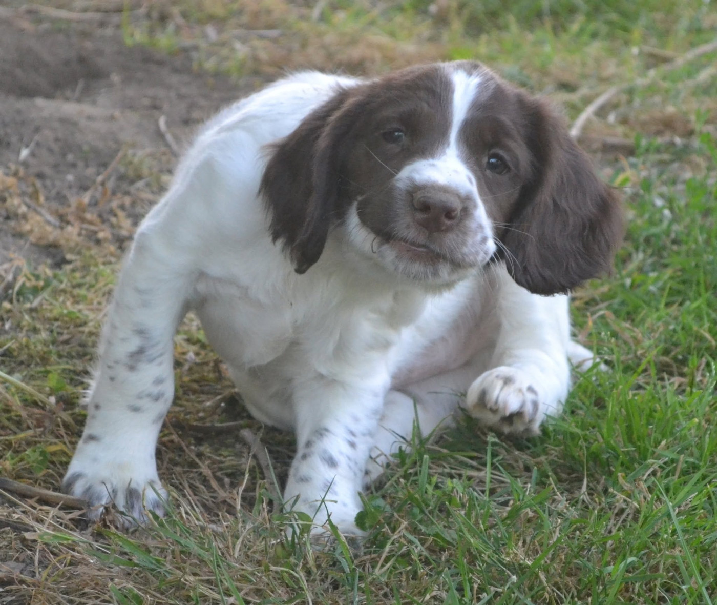 Disponible 2 femelles Springer spaniel