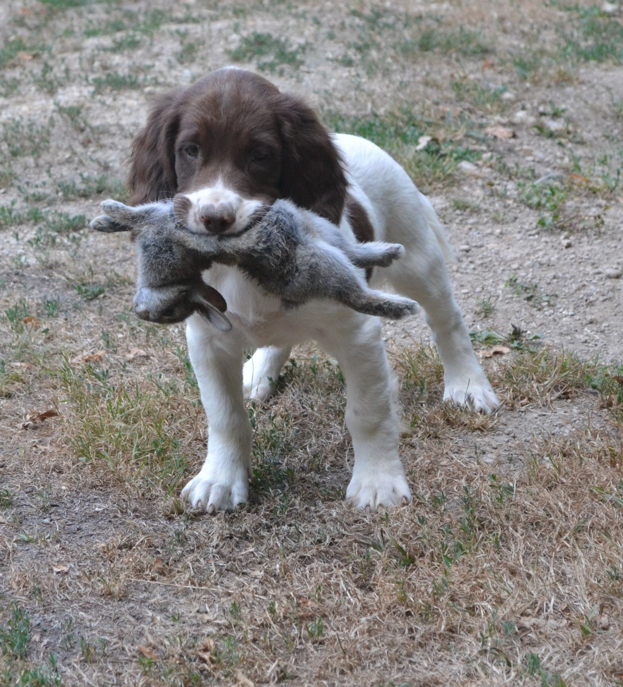 Disponible 2 femelles Springer spaniel au 29 Août