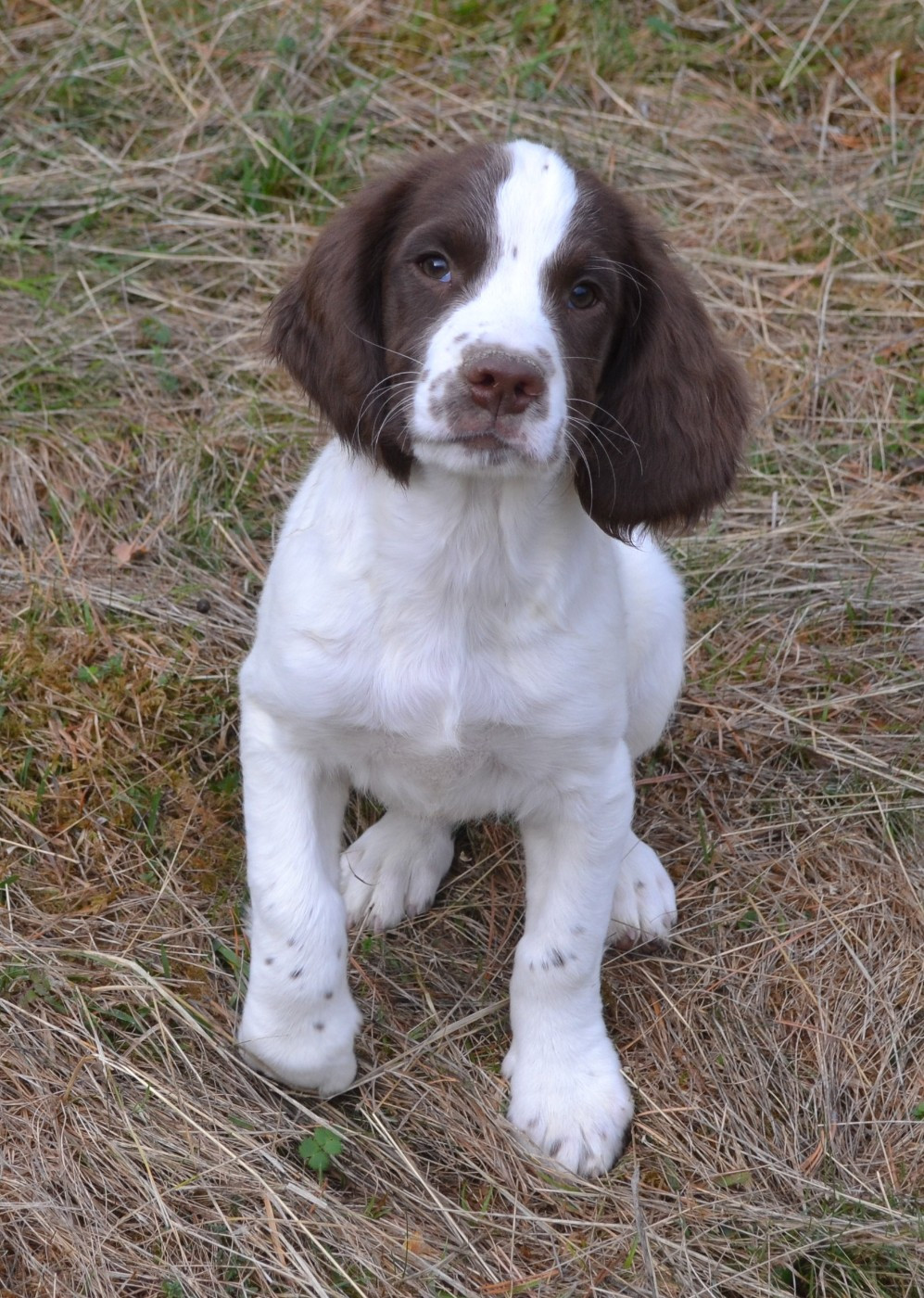 du plateau du coq noir - Disponible 1 femelle Springer spaniel au 2 Septembre 2026