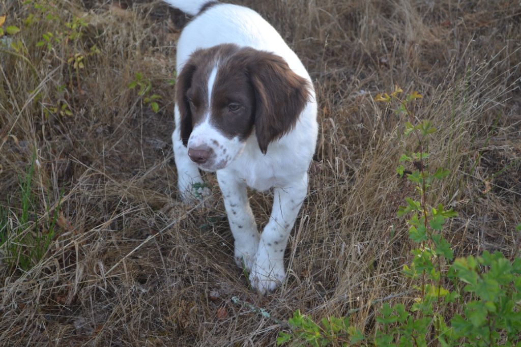 1 FEMELLE SPRINGER SPANIEL DISPONIBLE