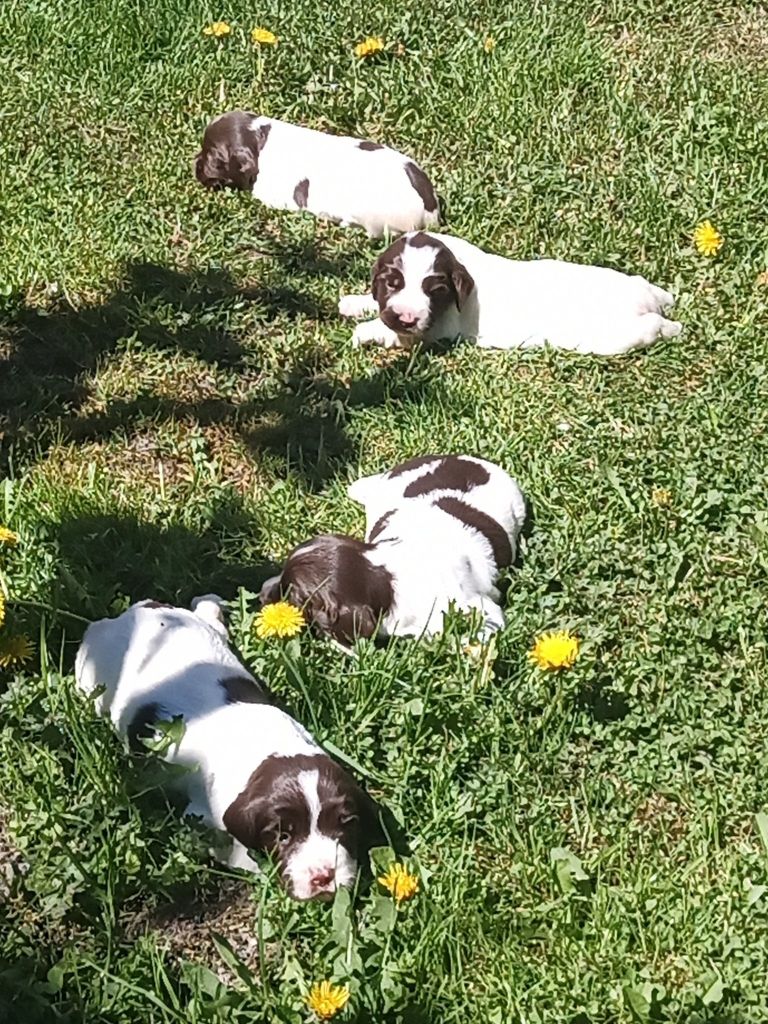 QUATRE FEMELLES  SPRINGER  SPANIEL 