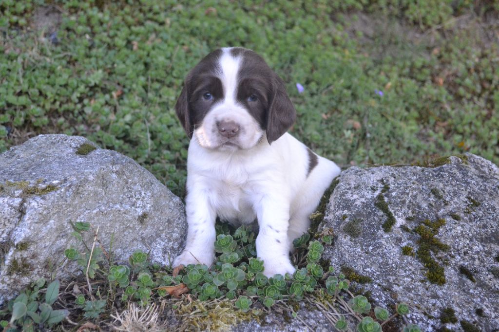 du plateau du coq noir - Chiots disponibles - English Springer Spaniel
