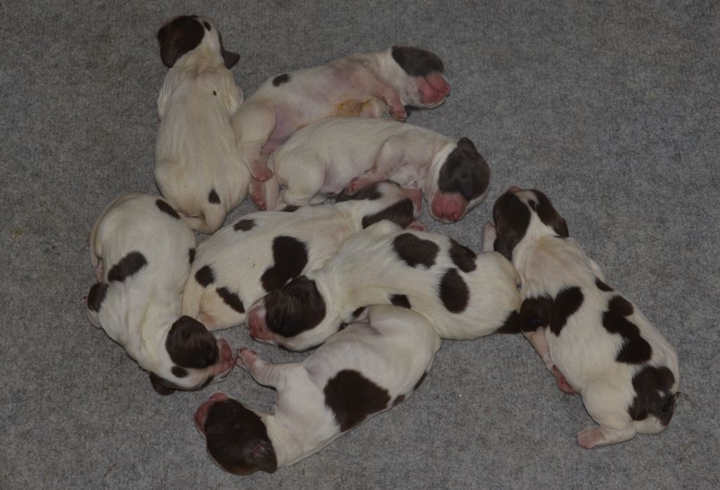 du plateau du coq noir - Chiots disponibles - English Springer Spaniel