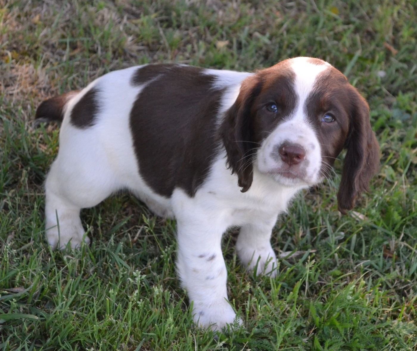 du plateau du coq noir - English Springer Spaniel - Portée née le 11/04/2026