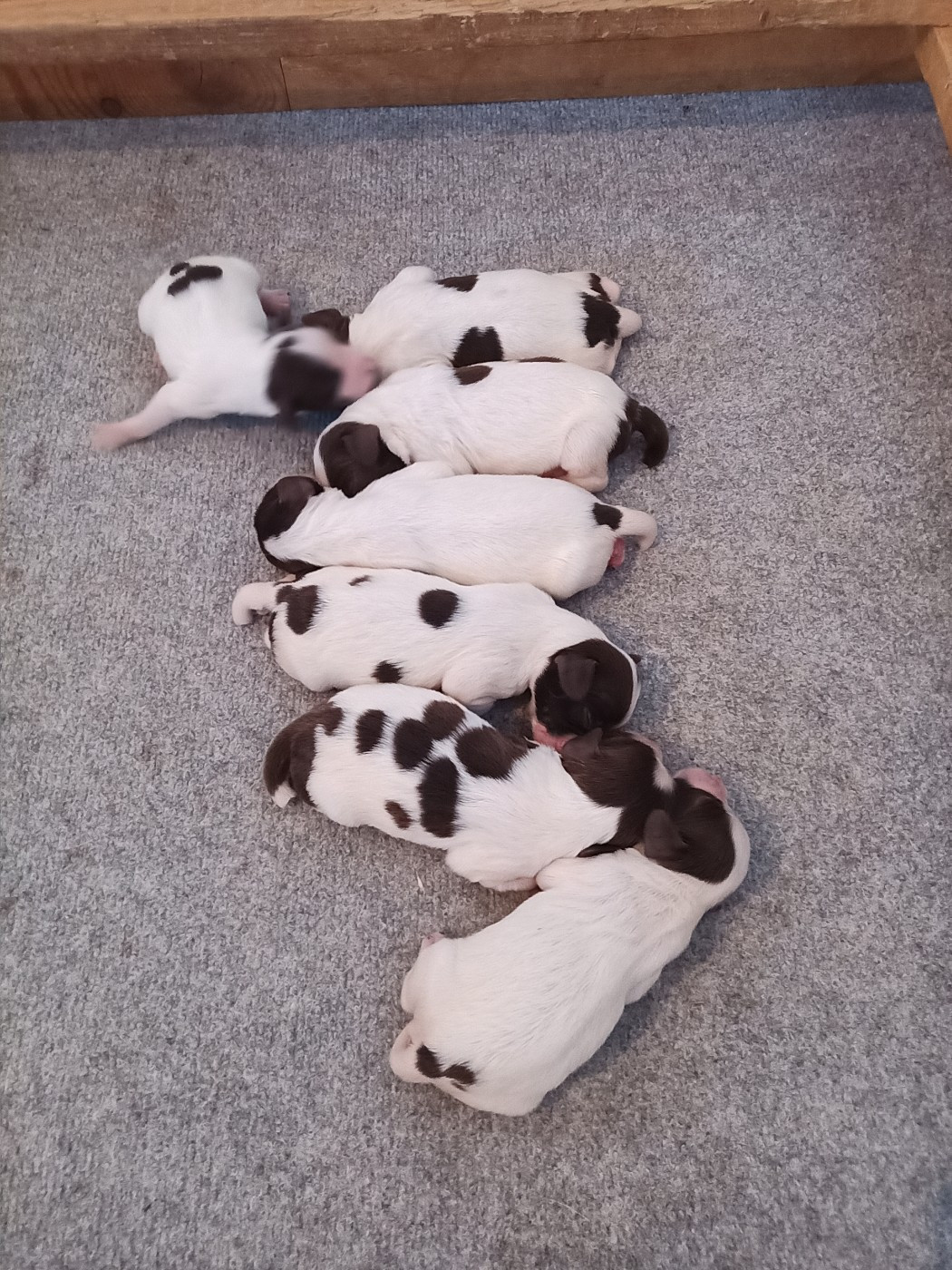 du plateau du coq noir - Chiots disponibles - English Springer Spaniel