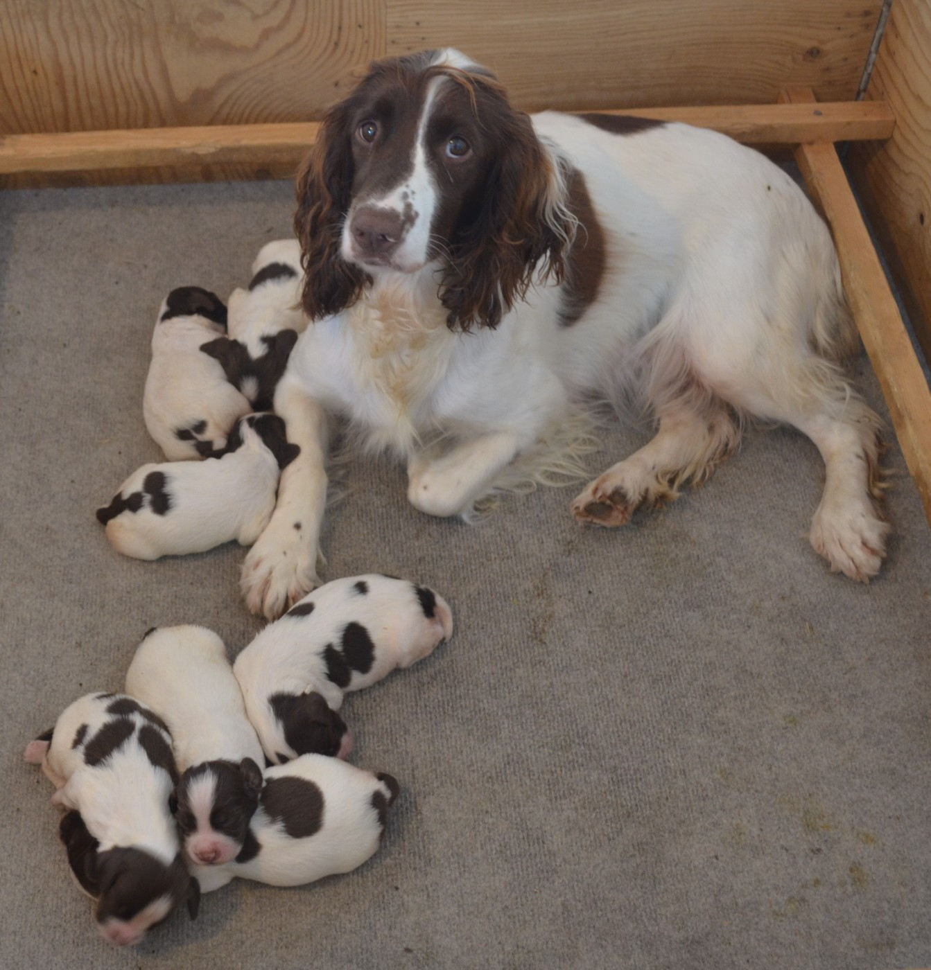 du plateau du coq noir - English Springer Spaniel - Portée née le 19/06/2026