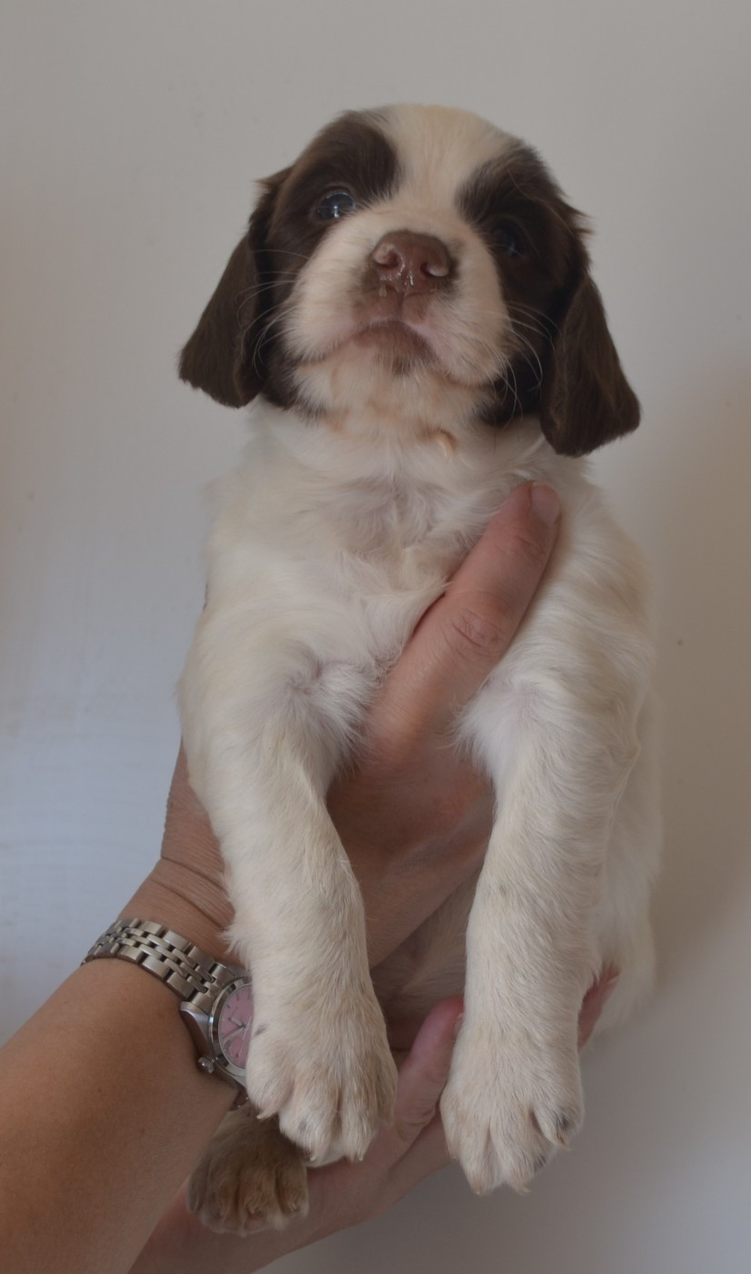 du plateau du coq noir - Chiots disponibles - English Springer Spaniel