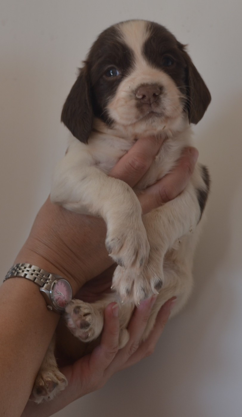 du plateau du coq noir - Chiots disponibles - English Springer Spaniel