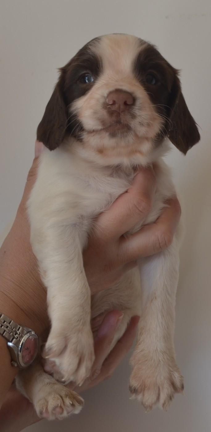 du plateau du coq noir - Chiots disponibles - English Springer Spaniel