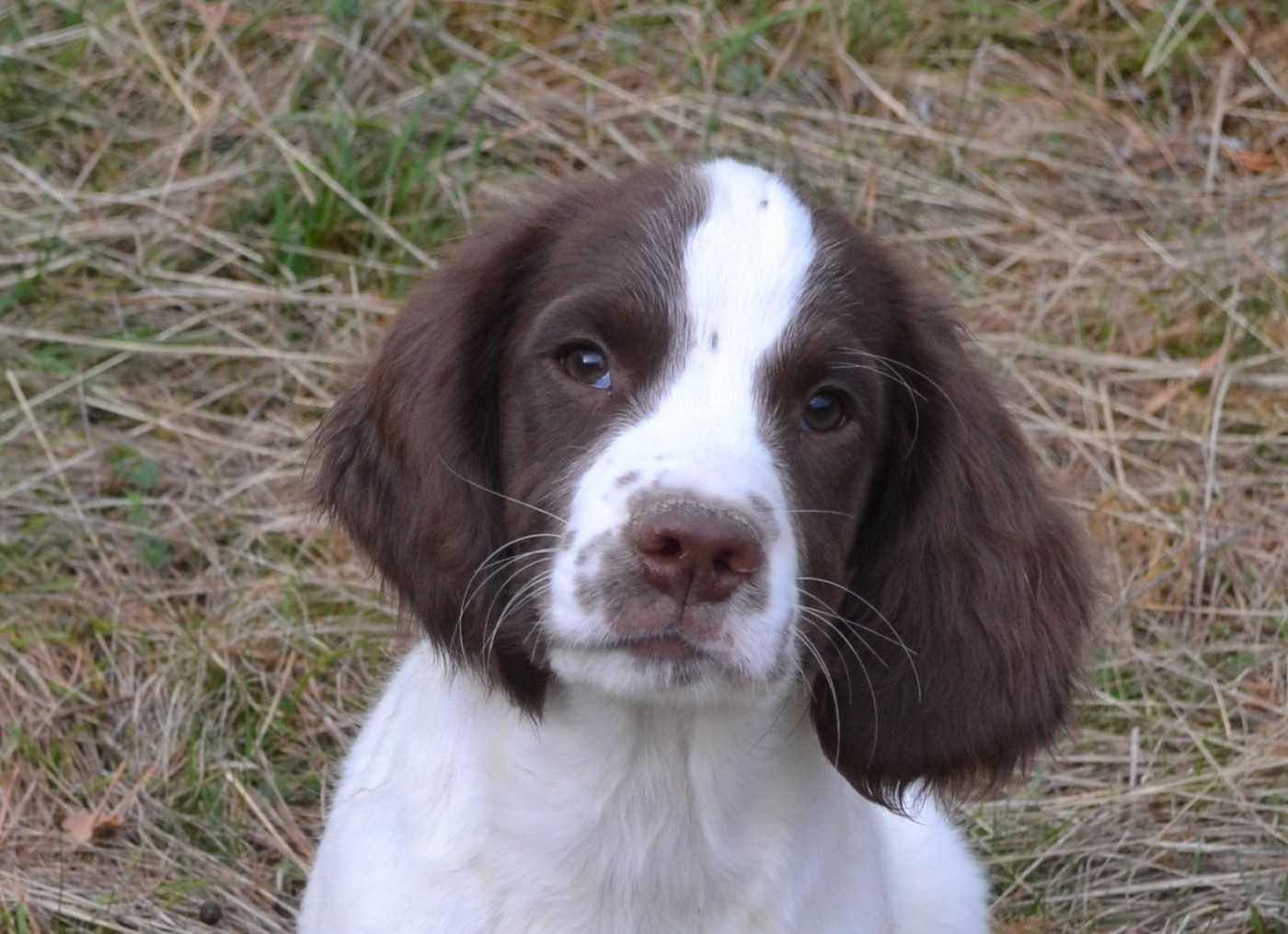 du plateau du coq noir - Chiots disponibles - English Springer Spaniel