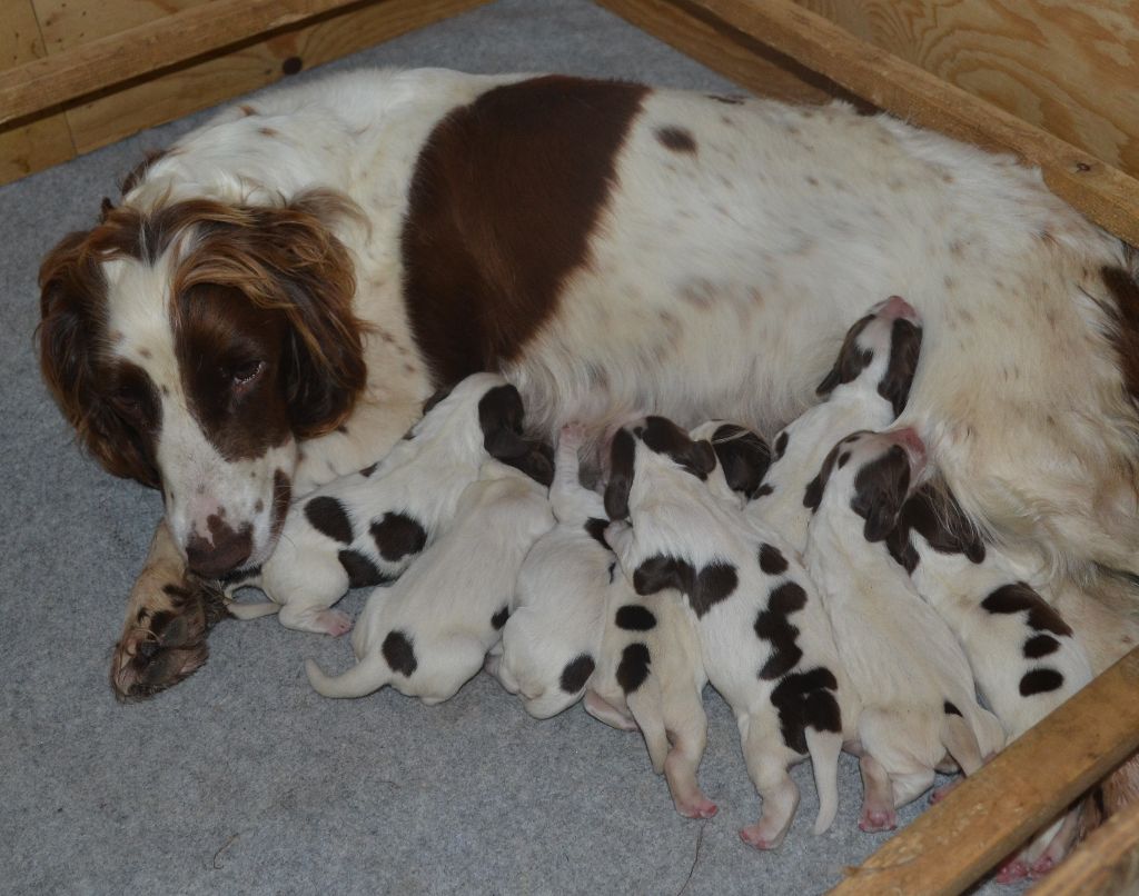 du plateau du coq noir - Chiots disponibles - English Springer Spaniel