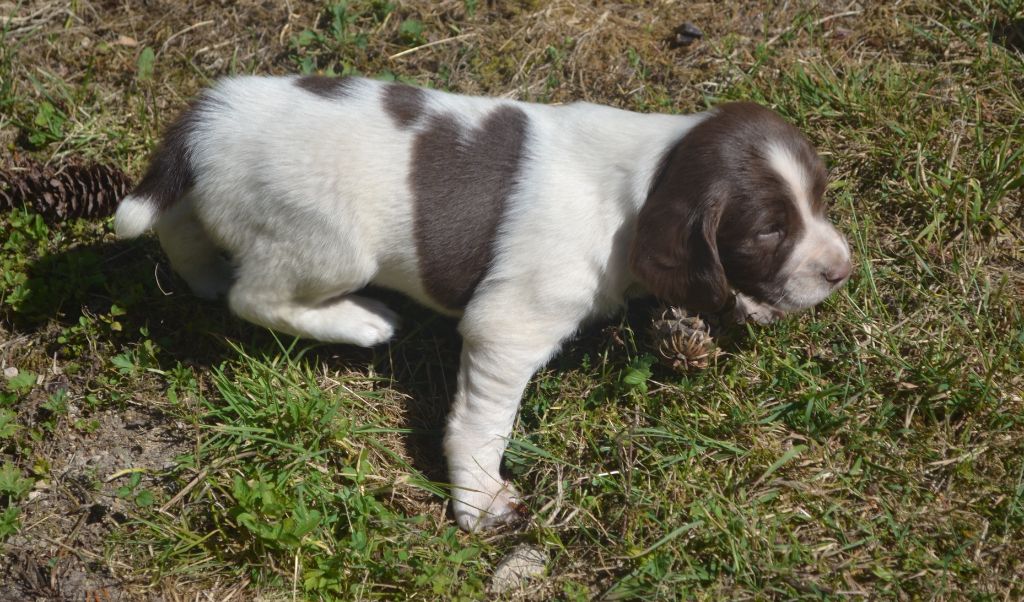 du plateau du coq noir - Chiots disponibles - English Springer Spaniel