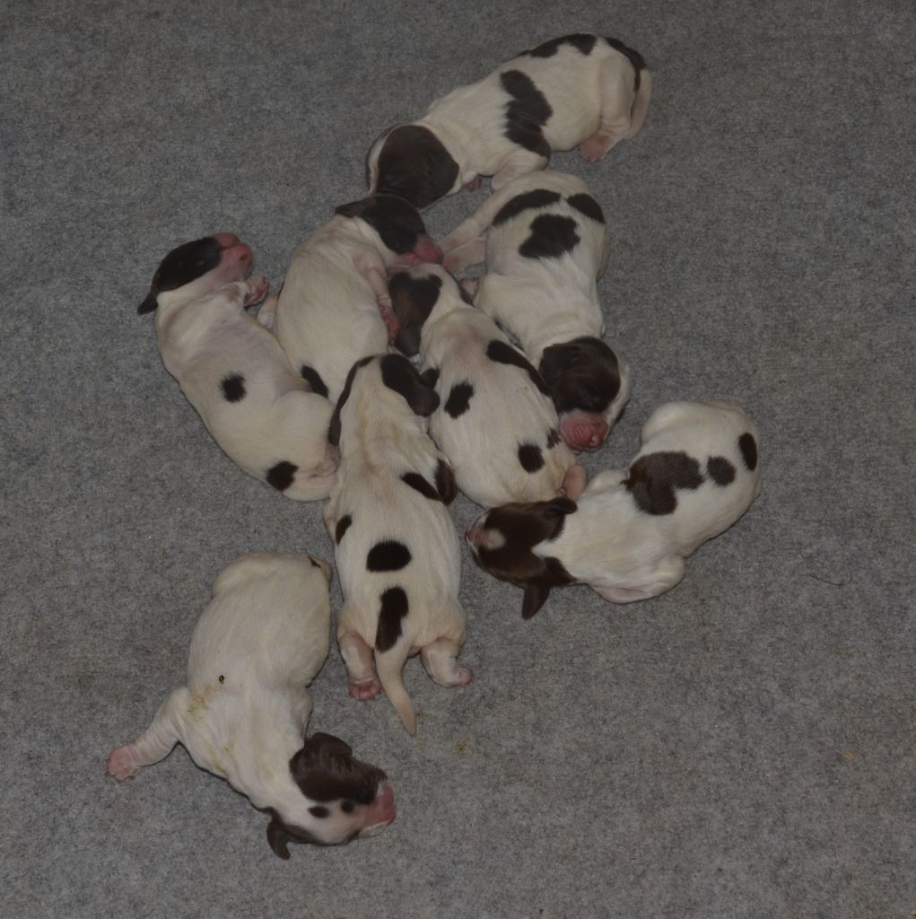 du plateau du coq noir - Chiots disponibles - English Springer Spaniel
