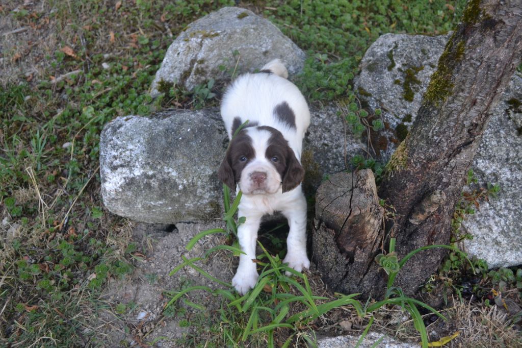 du plateau du coq noir - Chiots disponibles - English Springer Spaniel