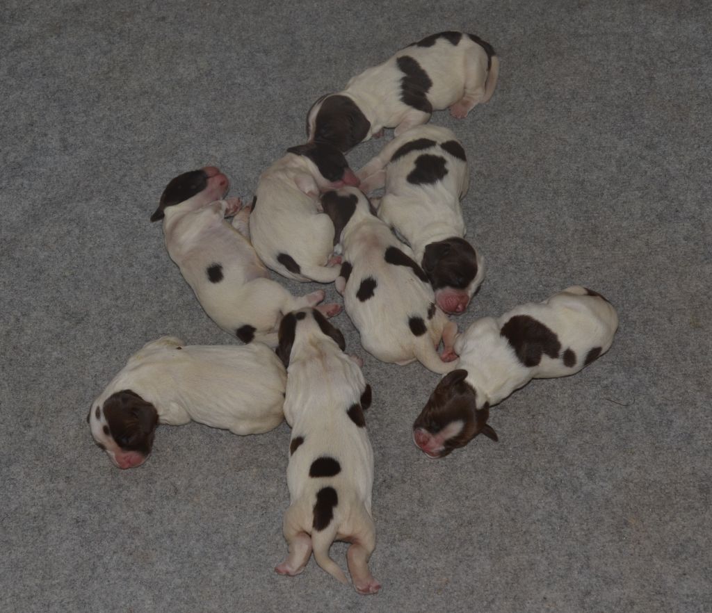 du plateau du coq noir - Chiots disponibles - English Springer Spaniel