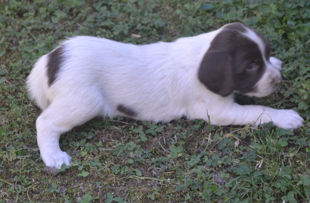 du plateau du coq noir - Chiots disponibles - English Springer Spaniel