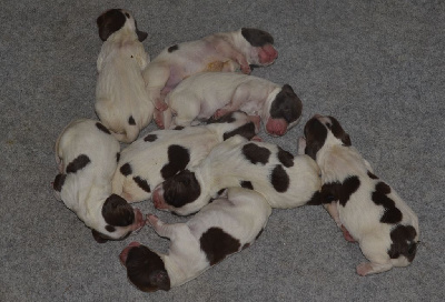 CHIOT 8