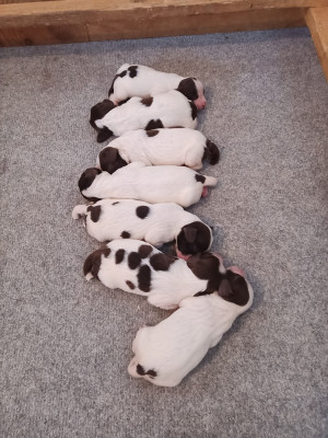 CHIOT 1