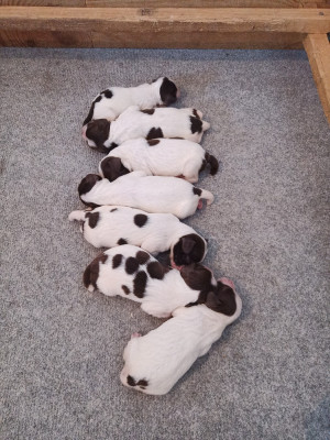 CHIOT 3