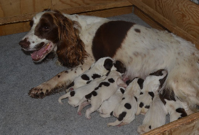 CHIOT 1