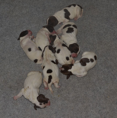 CHIOT 4
