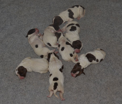 CHIOT 5