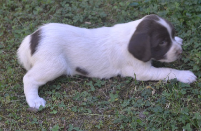 CHIOT 4