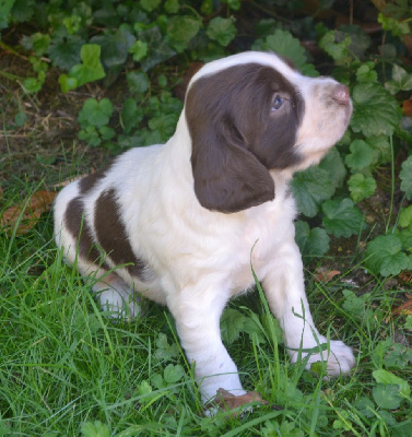 CHIOT 1