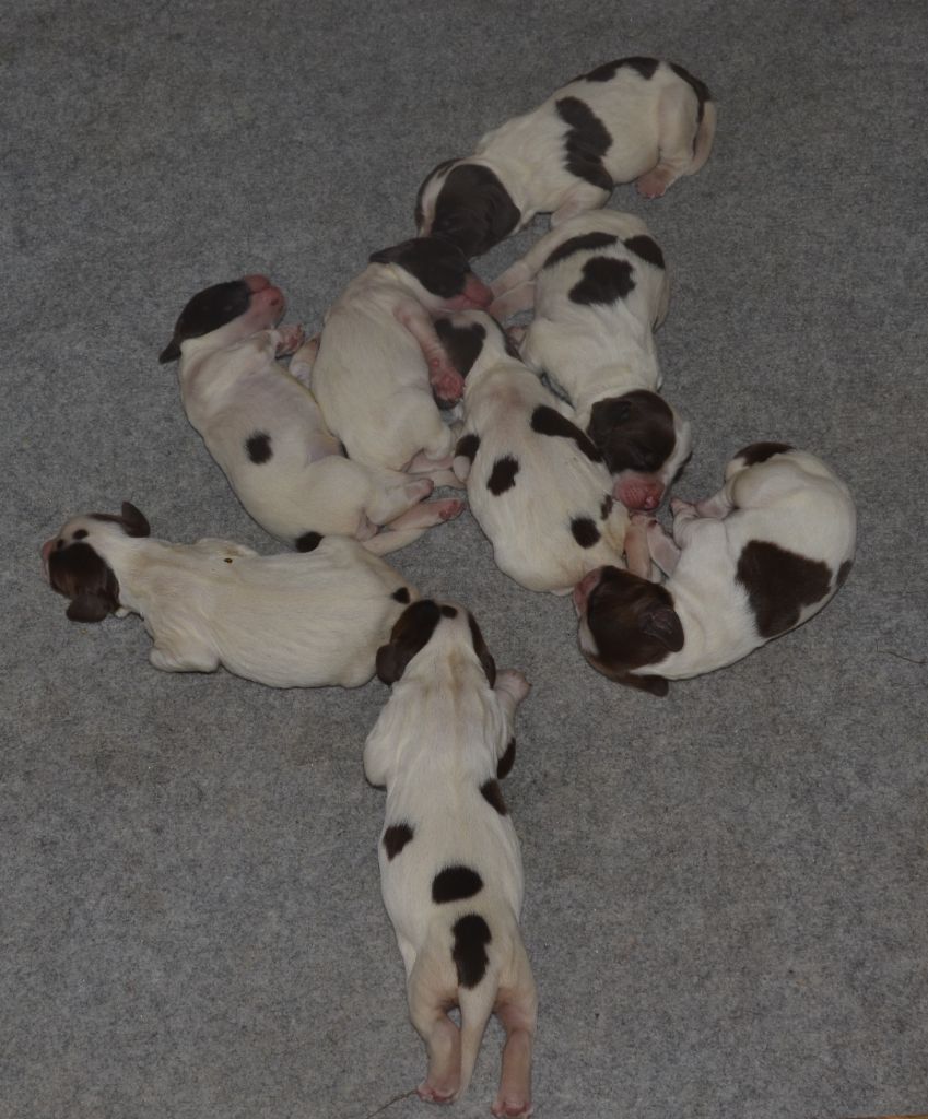 du plateau du coq noir - Chiots disponibles - English Springer Spaniel