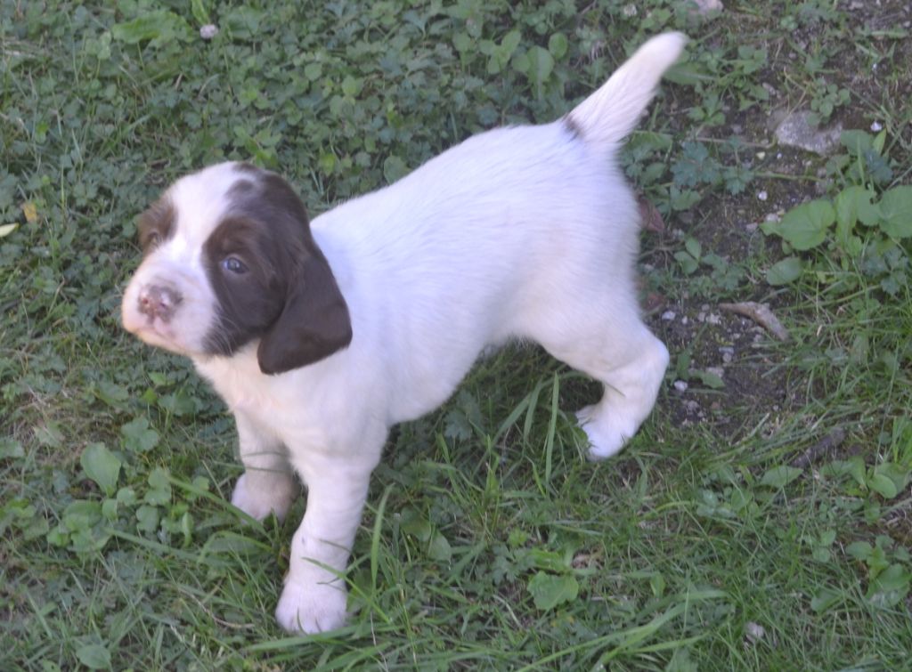 du plateau du coq noir - Chiots disponibles - English Springer Spaniel
