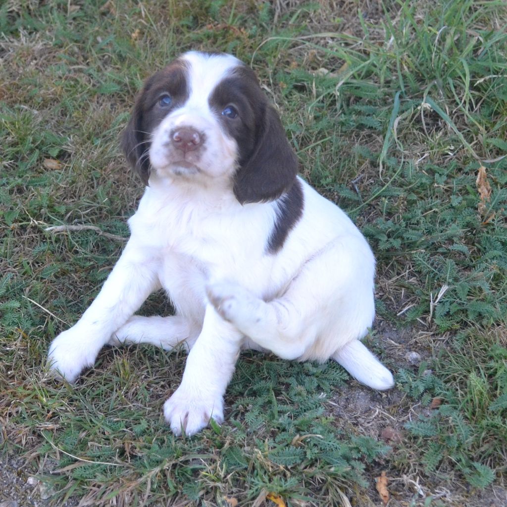 du plateau du coq noir - Chiots disponibles - English Springer Spaniel