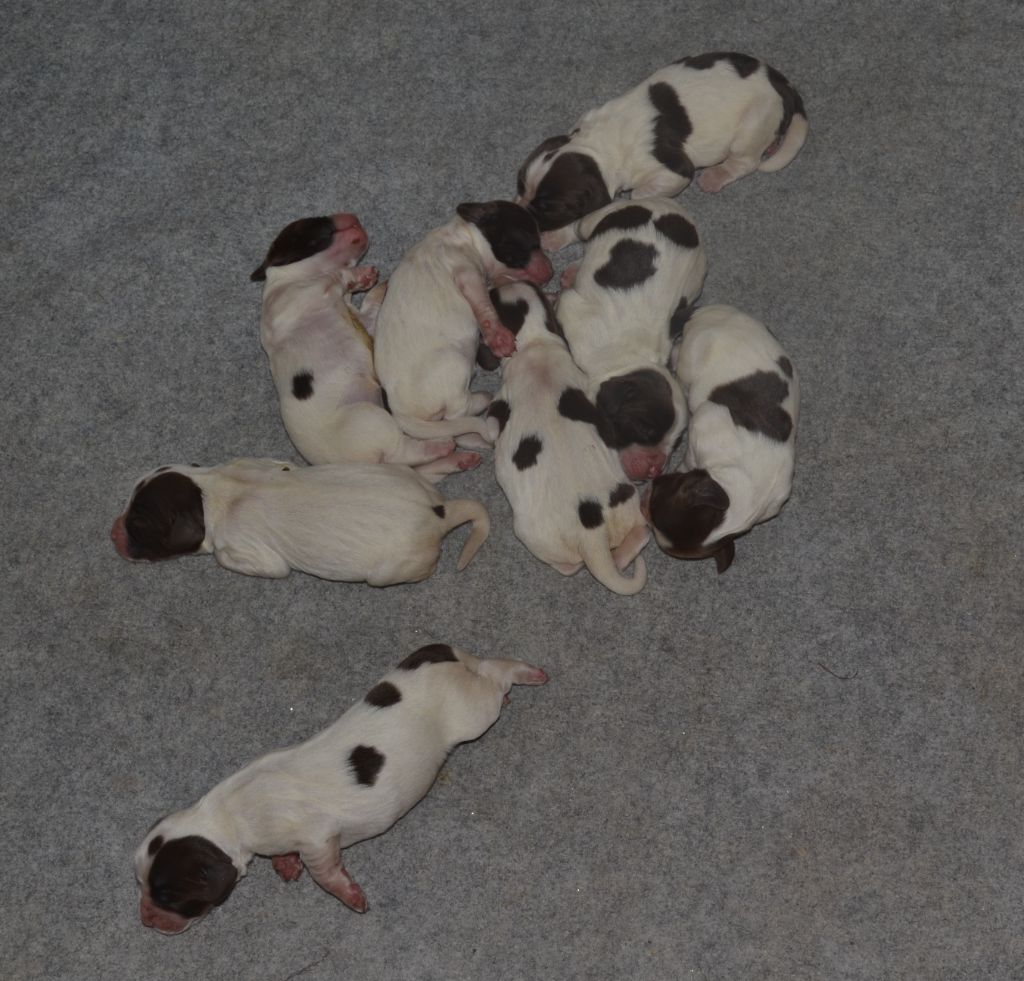 du plateau du coq noir - Chiots disponibles - English Springer Spaniel
